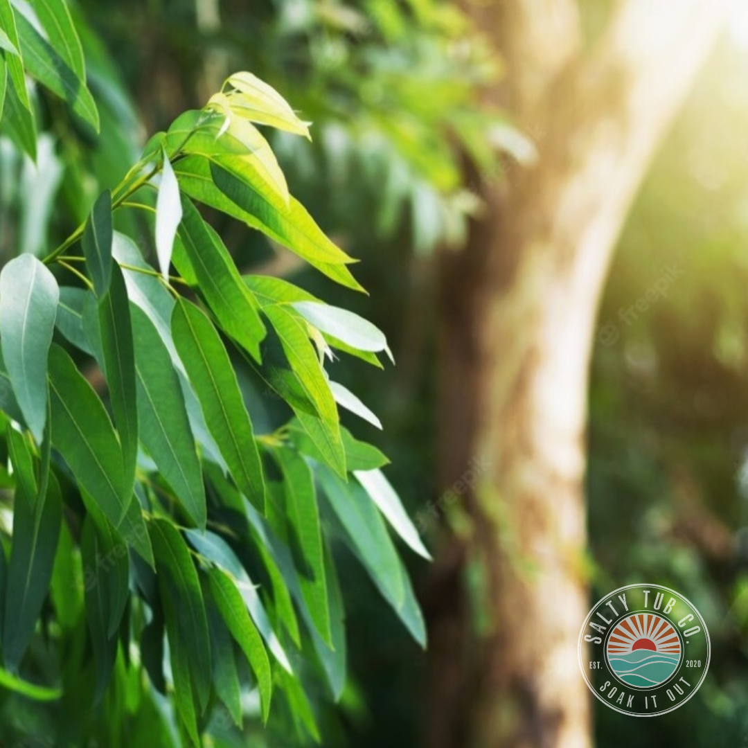 Let's talk about Eucalyptus...