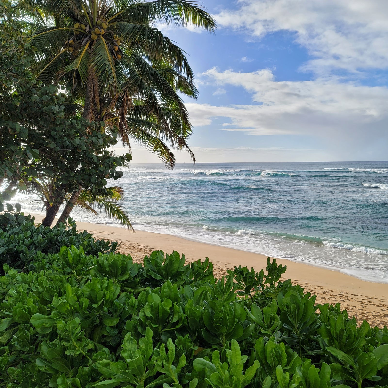 A tropical state of mind...